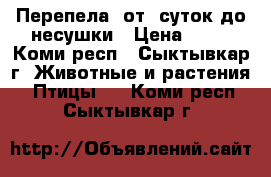 Перепела! от  суток до несушки › Цена ­ 40 - Коми респ., Сыктывкар г. Животные и растения » Птицы   . Коми респ.,Сыктывкар г.